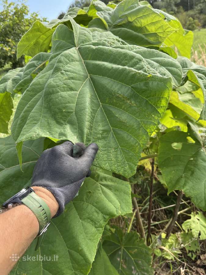 Obelaitės, sodinukai, obelys, kriaušaitės didmena. - nuotraukos Nr. 13