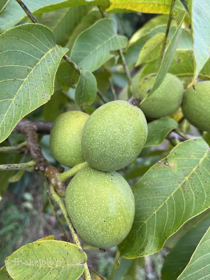 Obelaitės, sodinukai, obelys, kriaušaitės didmena. - nuotraukos Nr. 14