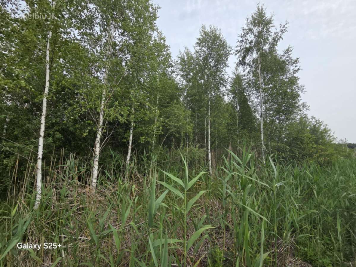 Žemės ūkio paskirties sklypas. Yra daug beržų - nuotraukos Nr. 4