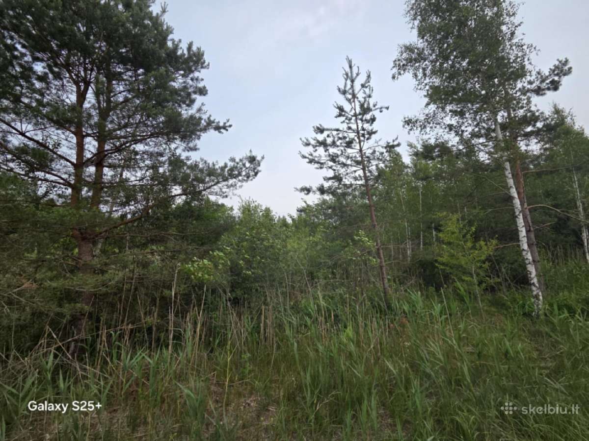Žemės ūkio paskirties sklypas. Yra daug beržų - nuotraukos Nr. 5