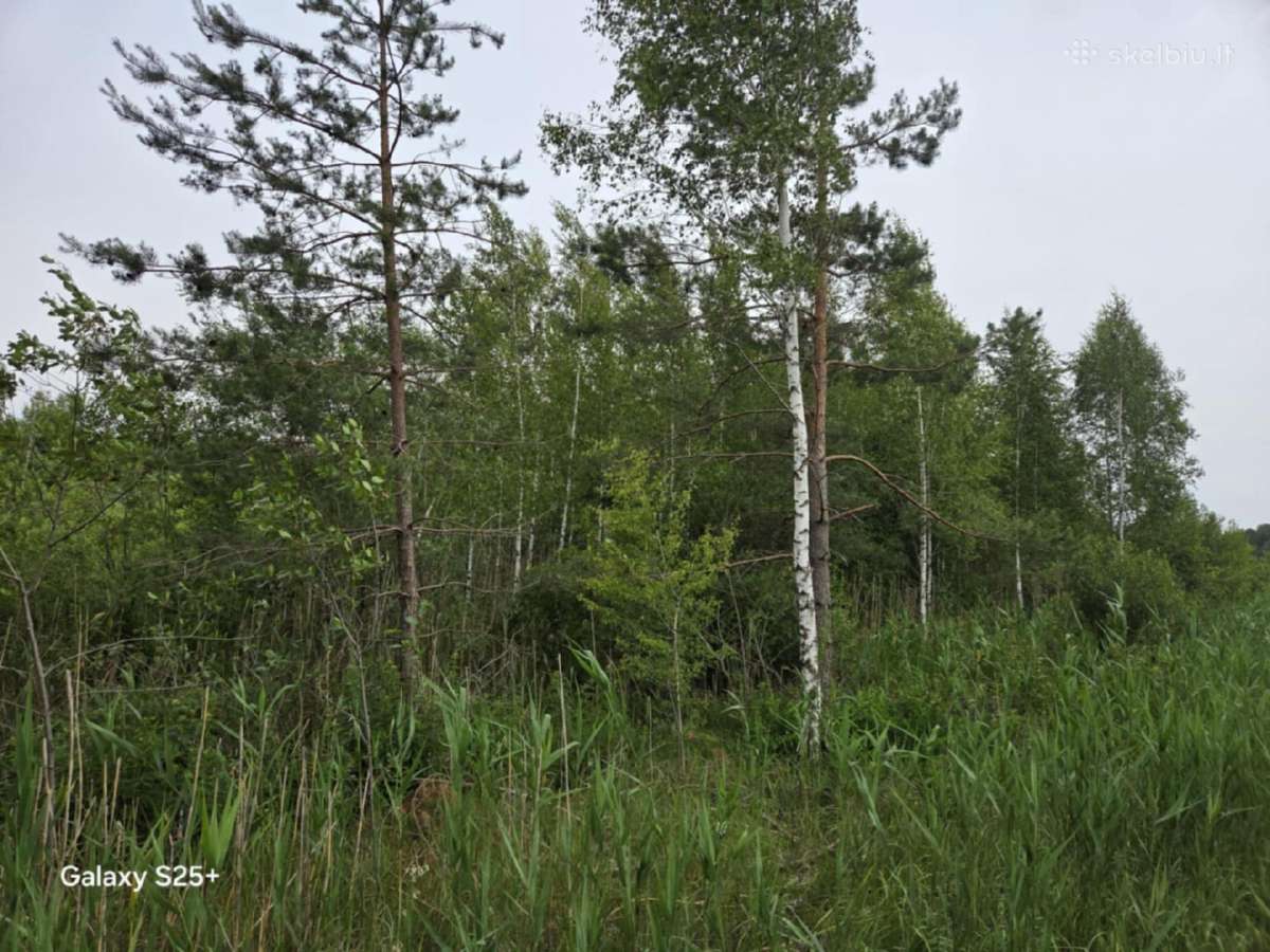 Žemės ūkio paskirties sklypas. Yra daug beržų - nuotraukos Nr. 6