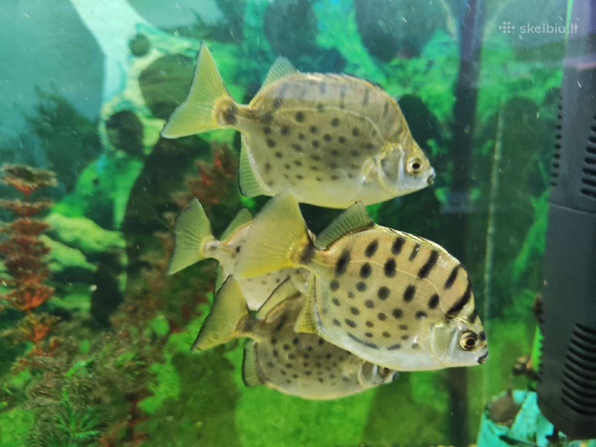 Parduodamos žuvys Selenotoca multifasciata
