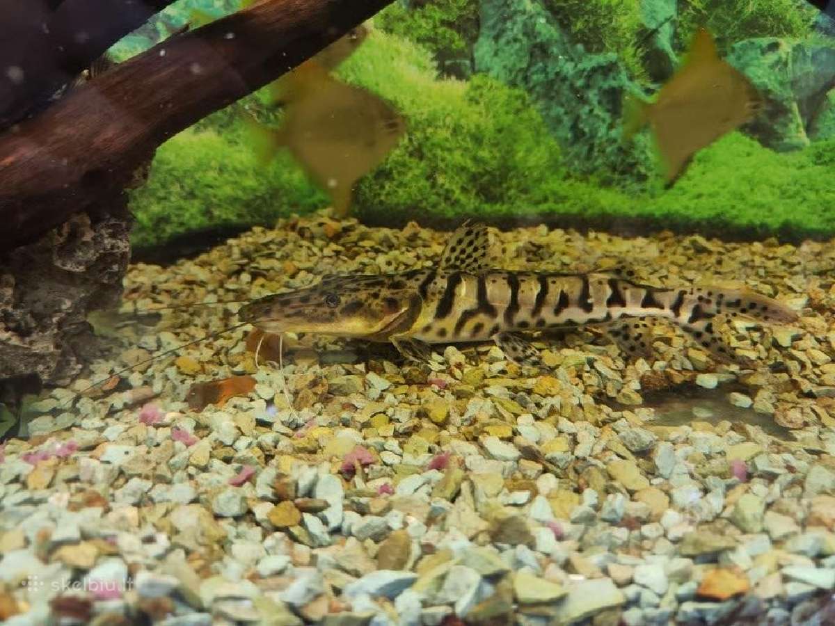 Parduodamos žuvys Pseudoplatystoma fasciatum