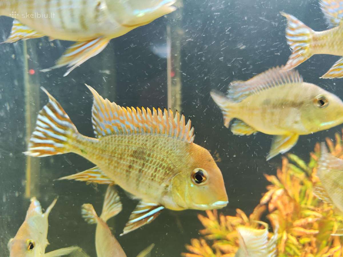 Parduodamos žuvys Geophagus tapajos