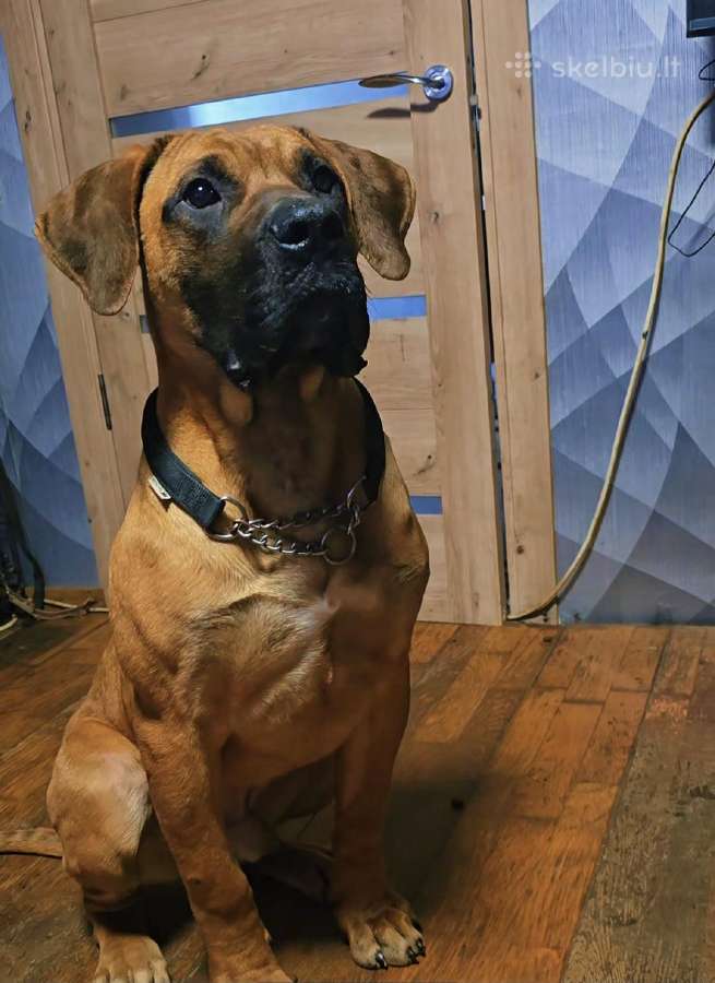 Kanaru dogas(presa canario)sulaukėme vados - nuotraukos Nr. 5