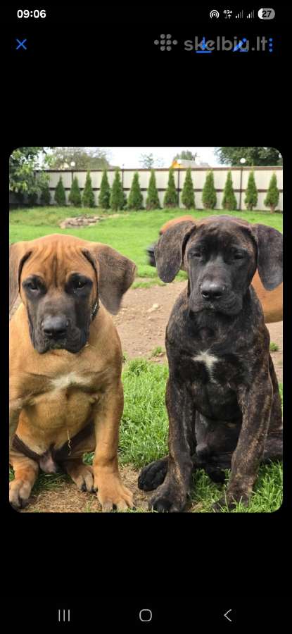 Kanaru dogas(presa canario)sulaukėme vados - nuotraukos Nr. 6