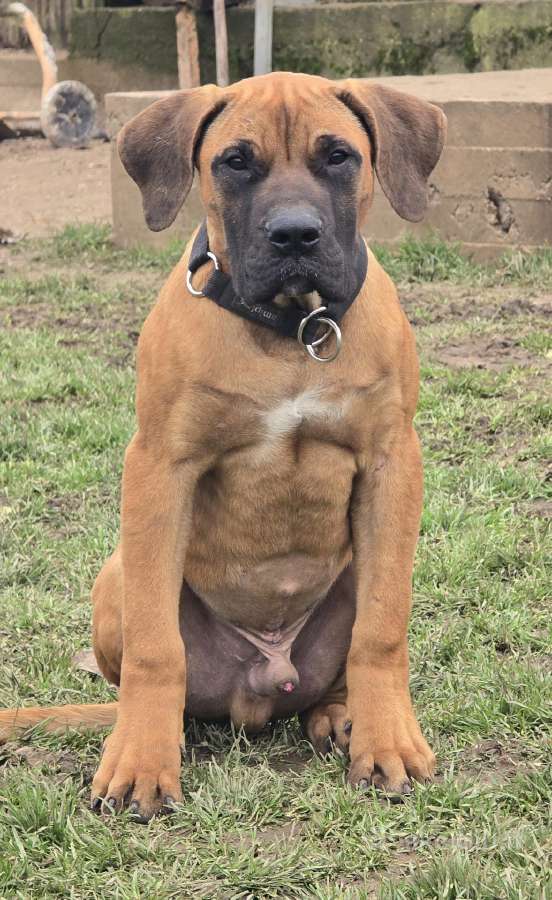 Kanaru dogas(presa canario)sulaukėme vados - nuotraukos Nr. 7