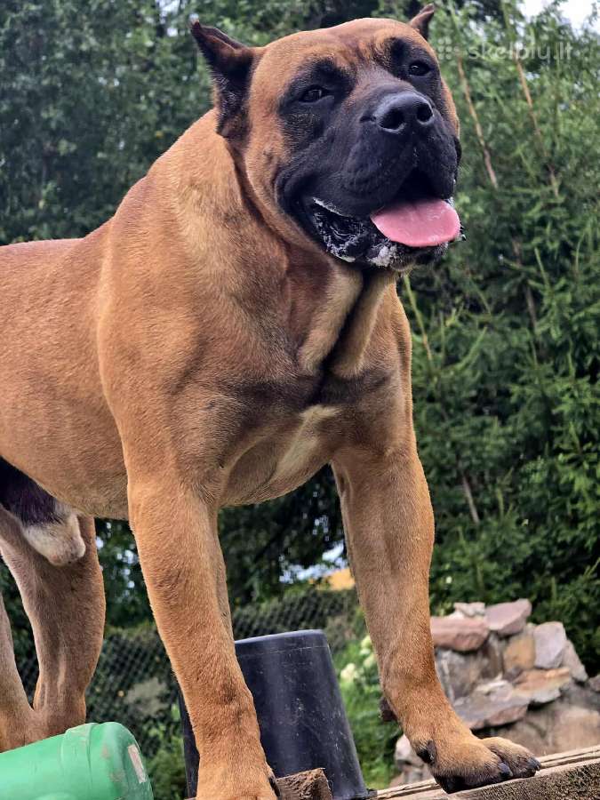 Kanaru dogas(presa canario)sulaukėme vados - nuotraukos Nr. 8