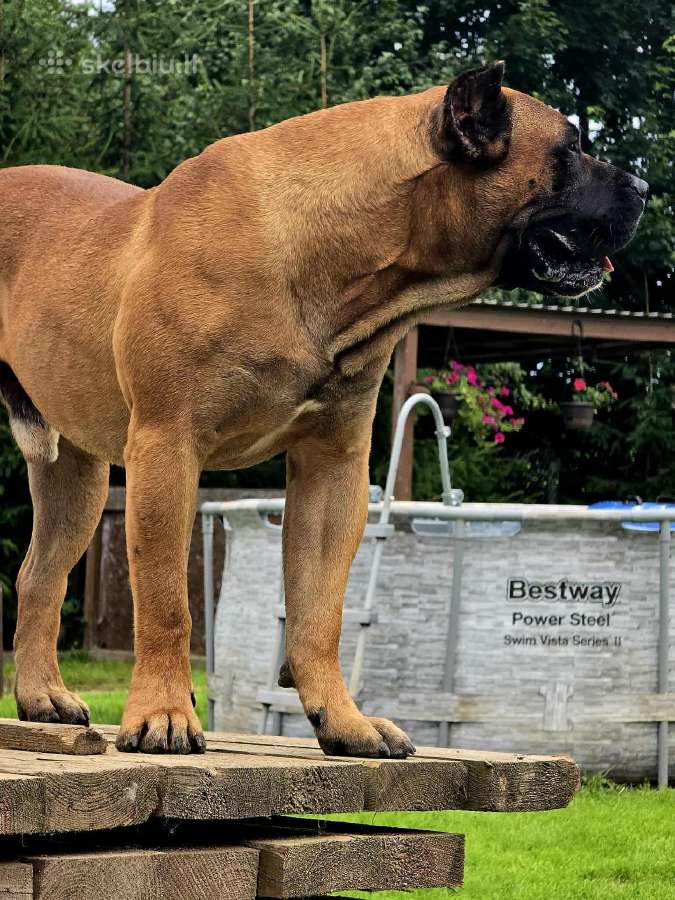 Kanaru dogas(presa canario)sulaukėme vados - nuotraukos Nr. 9