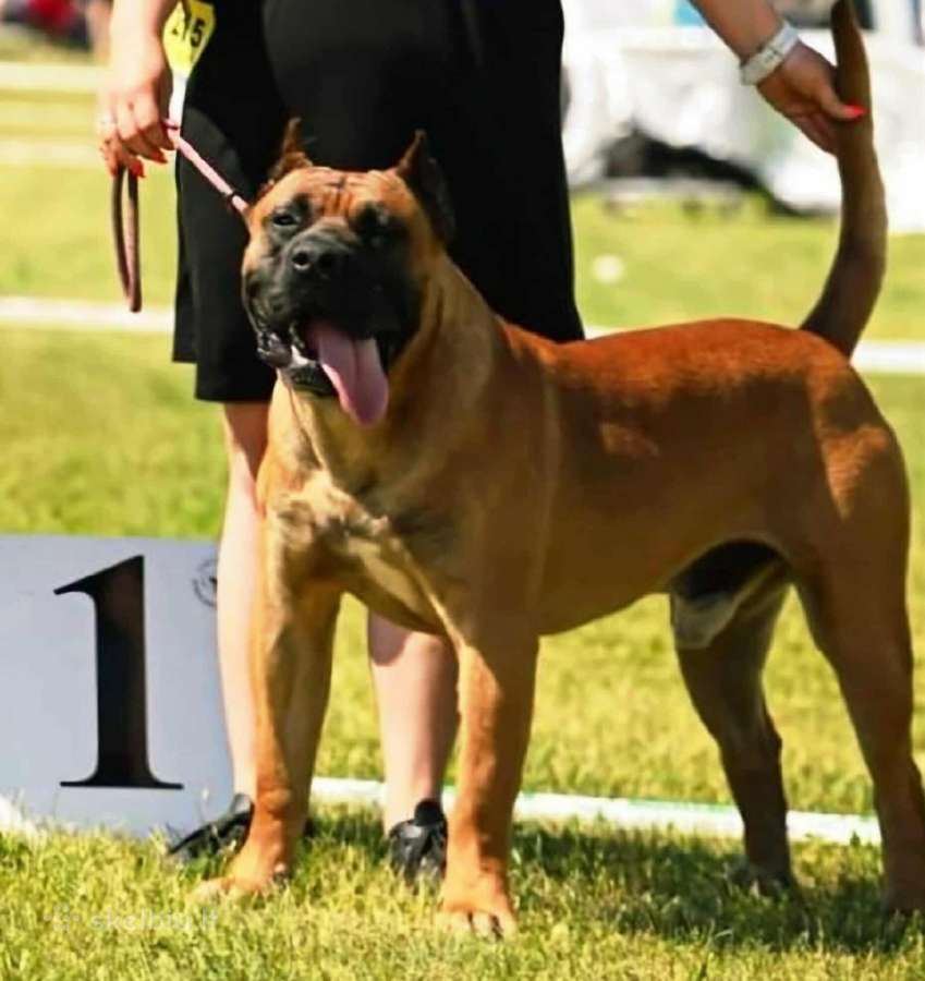 Kanaru dogas(presa canario)sulaukėme vados - nuotraukos Nr. 10