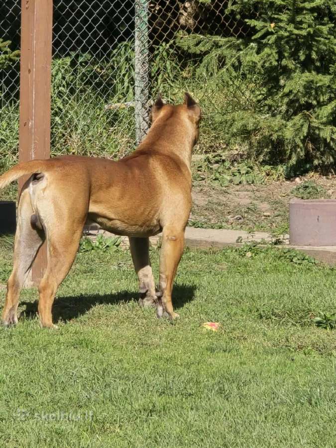 Kanaru dogas(presa canario)sulaukėme vados - nuotraukos Nr. 11
