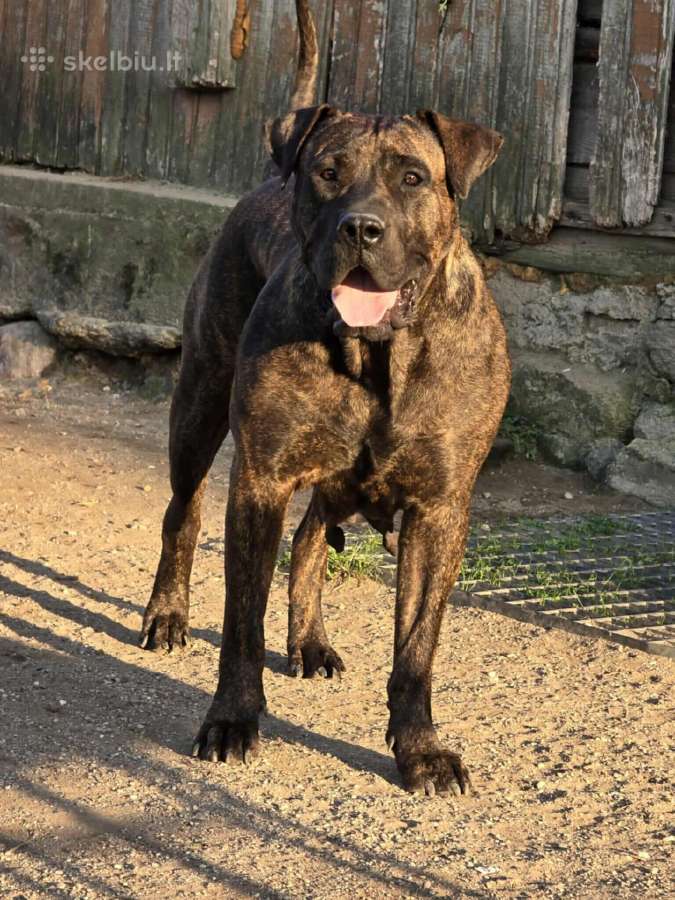 Kanaru dogas(presa canario)sulaukėme vados - nuotraukos Nr. 12