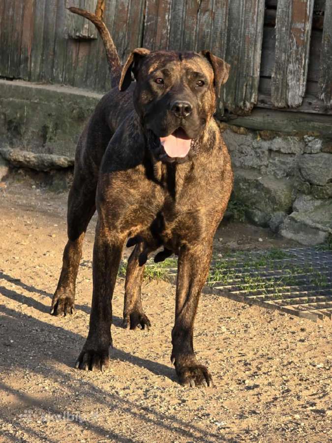 Kanaru dogas(presa canario)sulaukėme vados - nuotraukos Nr. 13
