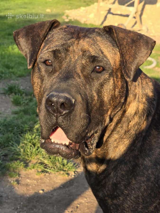 Kanaru dogas(presa canario)sulaukėme vados - nuotraukos Nr. 14