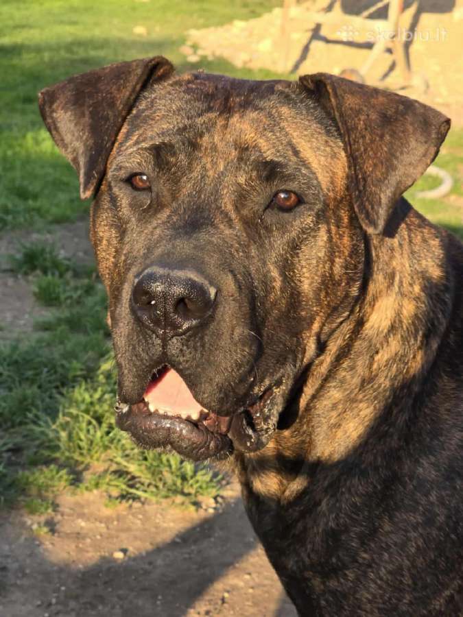 Presa canario.liko berniukas ir mergaite - nuotraukos Nr. 19
