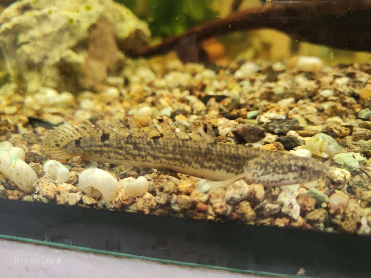 Parduodamos žuvys Polipterus endlicherii
