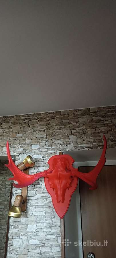 Briedžio ragai. Apie 74cm.