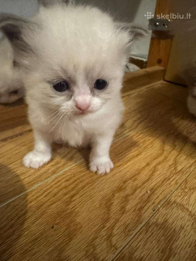 Ragdoll - nuotraukos Nr. 7