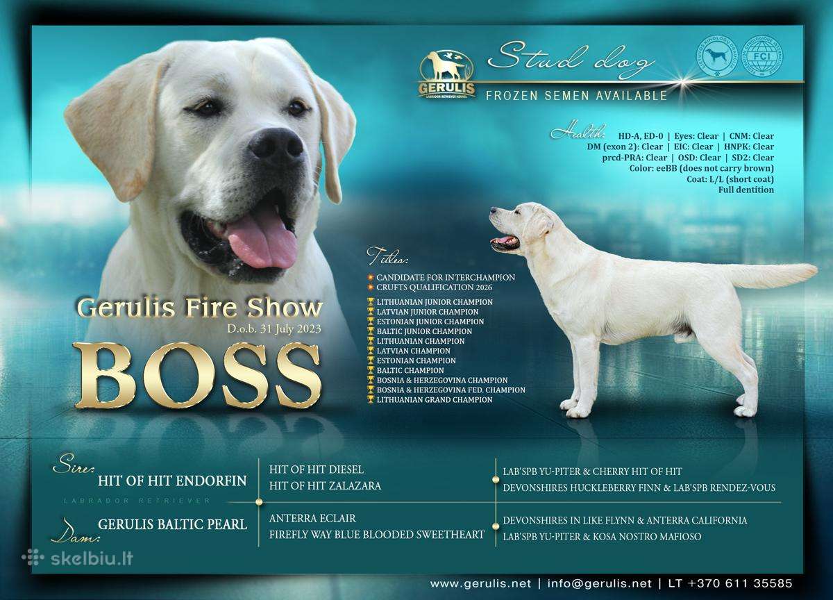 Labradoro retriveris reproduktorius kergimui - nuotraukos Nr. 2