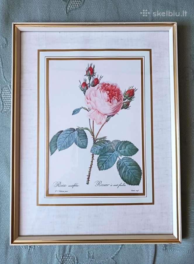 Paveikslas "Rože" Pierre Joseph Redaute 1830 met.