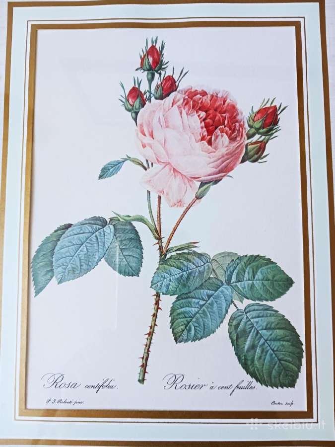 Paveikslas "Rože" Pierre Joseph Redaute 1830 met. - nuotraukos Nr. 4
