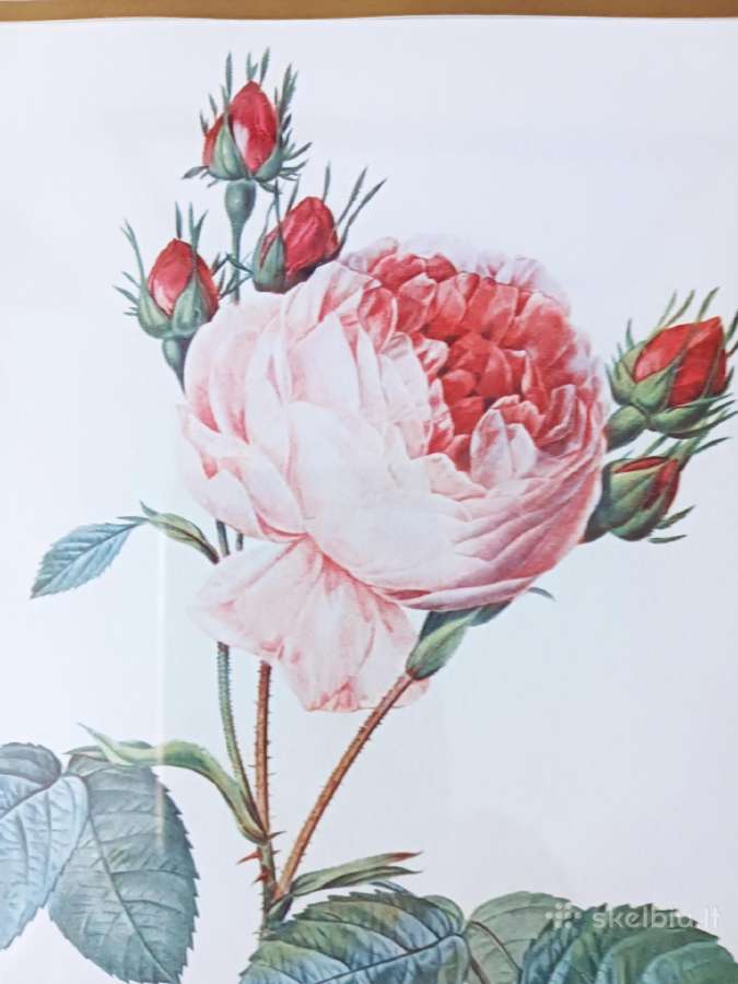 Paveikslas "Rože" Pierre Joseph Redaute 1830 met. - nuotraukos Nr. 2