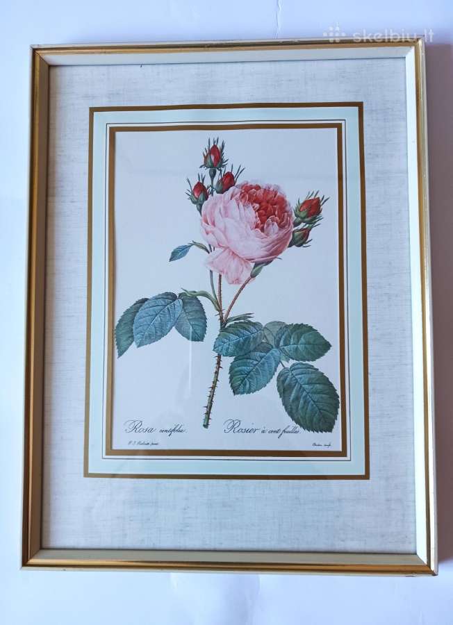 Paveikslas "Rože" Pierre Joseph Redaute 1830 met. - nuotraukos Nr. 7