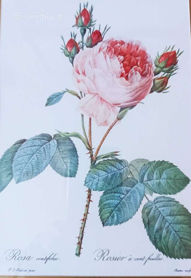 Paveikslas "Rože" Pierre Joseph Redaute 1830 met. - nuotraukos Nr. 8