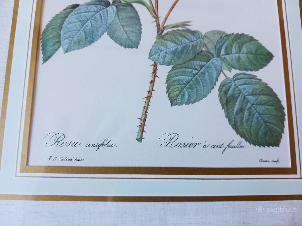 Paveikslas "Rože" Pierre Joseph Redaute 1830 met. - nuotraukos Nr. 5