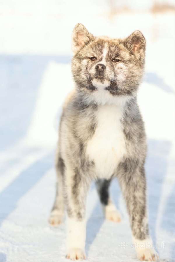 Tigriniai akita inu