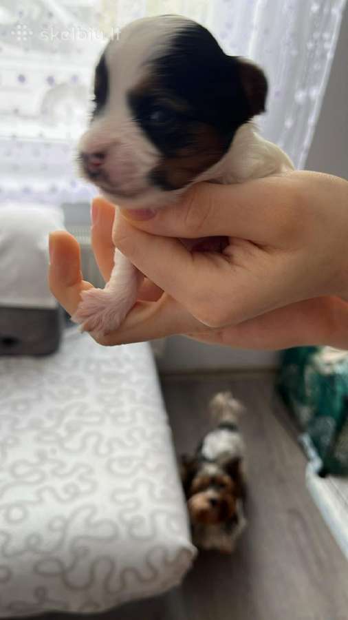 Byver (Bywer) Biever Terrier Berniukai - nuotraukos Nr. 26