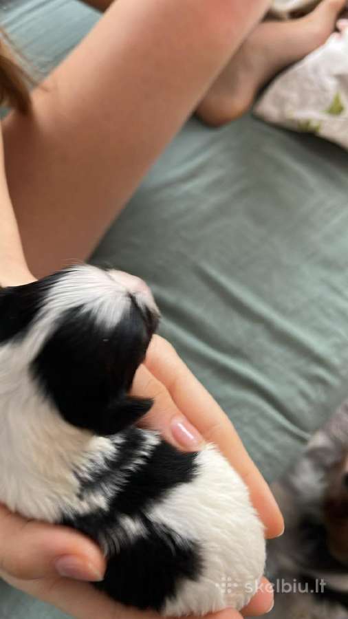 Byver (Bywer) Biever Terrier Berniukai - nuotraukos Nr. 21
