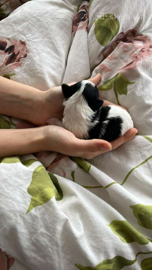 Byver (Bywer) Biever Terrier Berniukai - nuotraukos Nr. 22