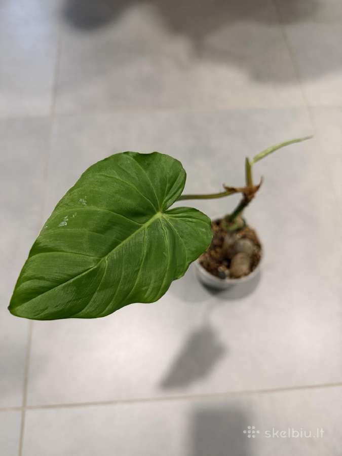 Philodendron fibrosum