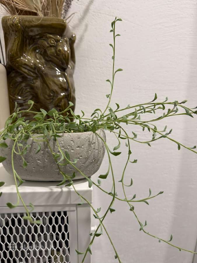 String of dolphins (curio peregrinus)
