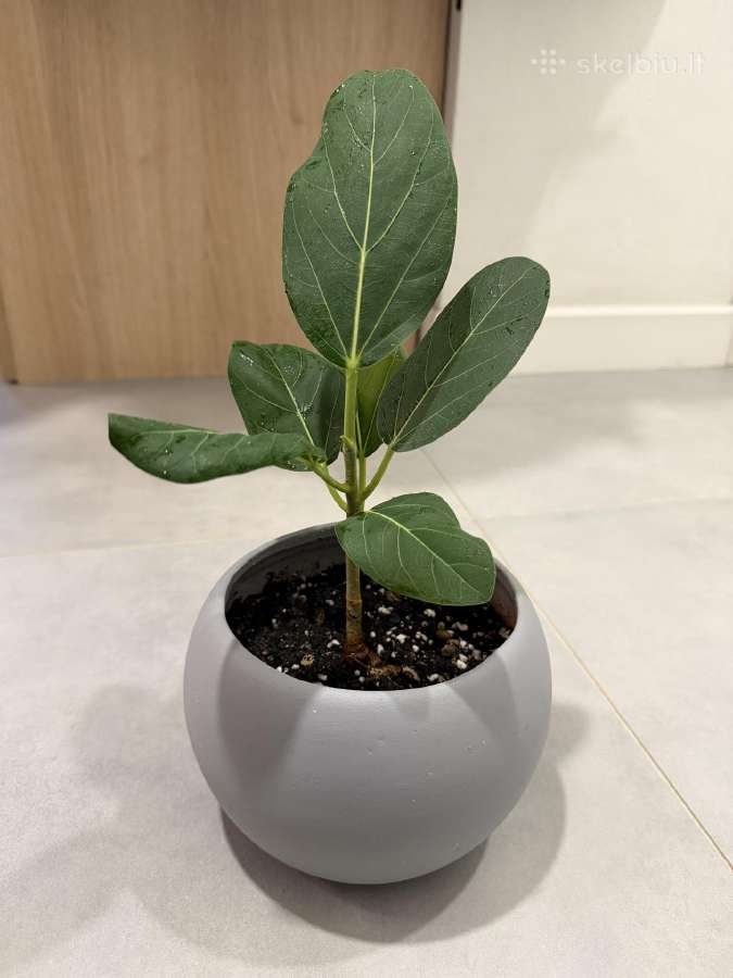 Ficus Benghalensis