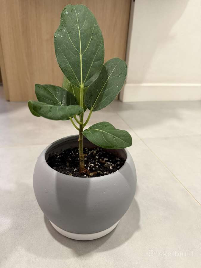 Ficus Benghalensis - nuotraukos Nr. 3