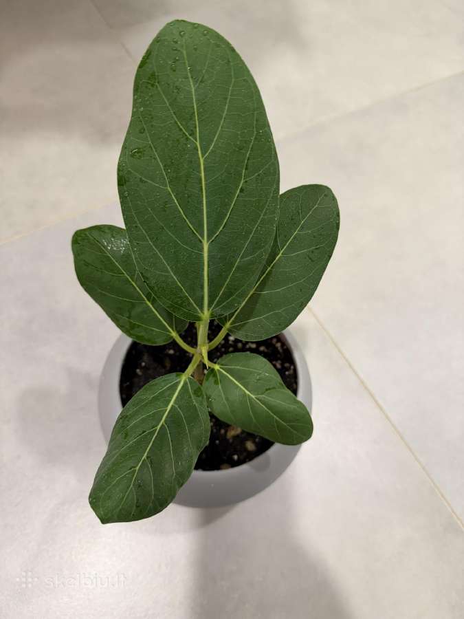 Ficus Benghalensis - nuotraukos Nr. 2