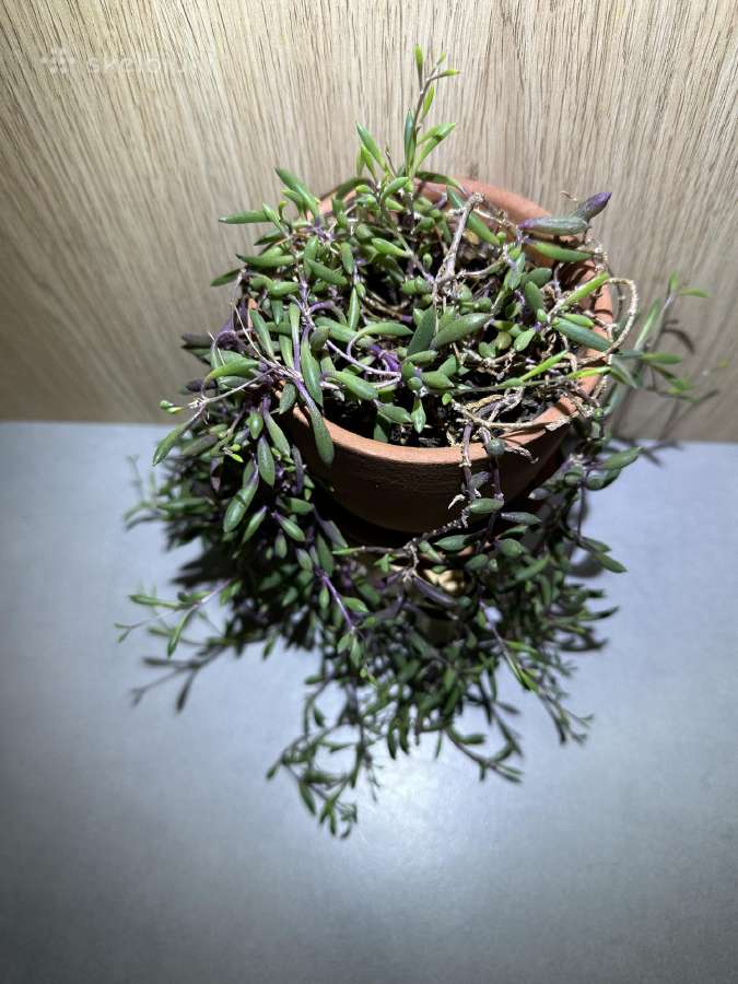 Senecio royal flush / othona capiensis