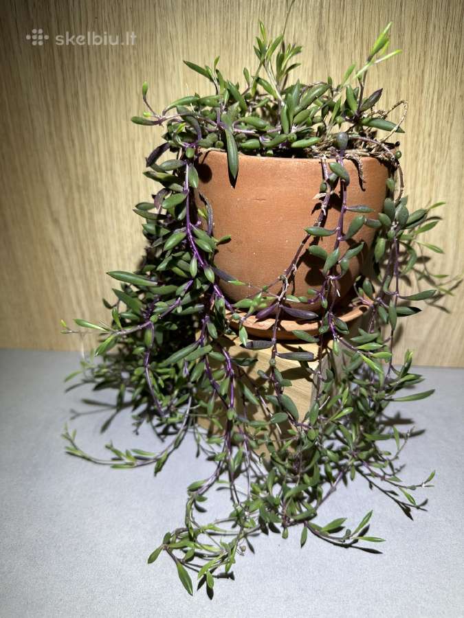Senecio royal flush / othona capiensis - nuotraukos Nr. 2