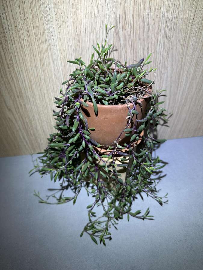 Senecio royal flush / othona capiensis - nuotraukos Nr. 3
