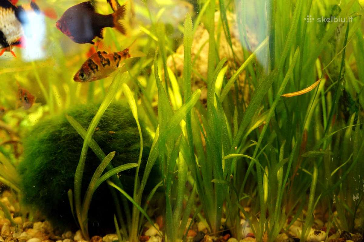 Akvariumo augalai: Ragalapis, Valisnerija - nuotraukos Nr. 2