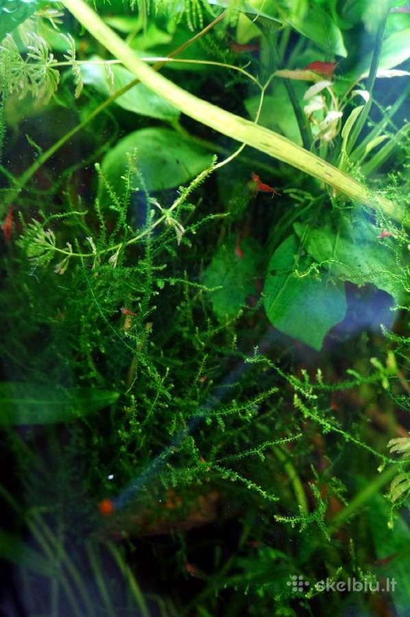 Akvariumo augalai: Ragalapis, Valisnerija - nuotraukos Nr. 3