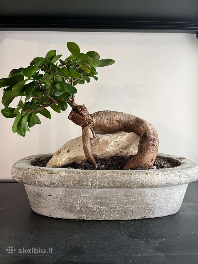 Bonsai