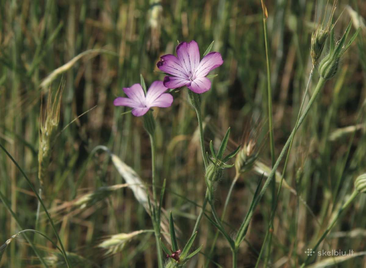 Dirvinė raugė (Agrostemma githago) - nuotraukos Nr. 2