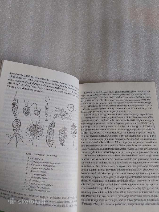 Dirvožemio biologija - nuotraukos Nr. 5