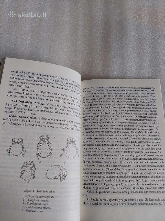 Dirvožemio biologija - nuotraukos Nr. 6