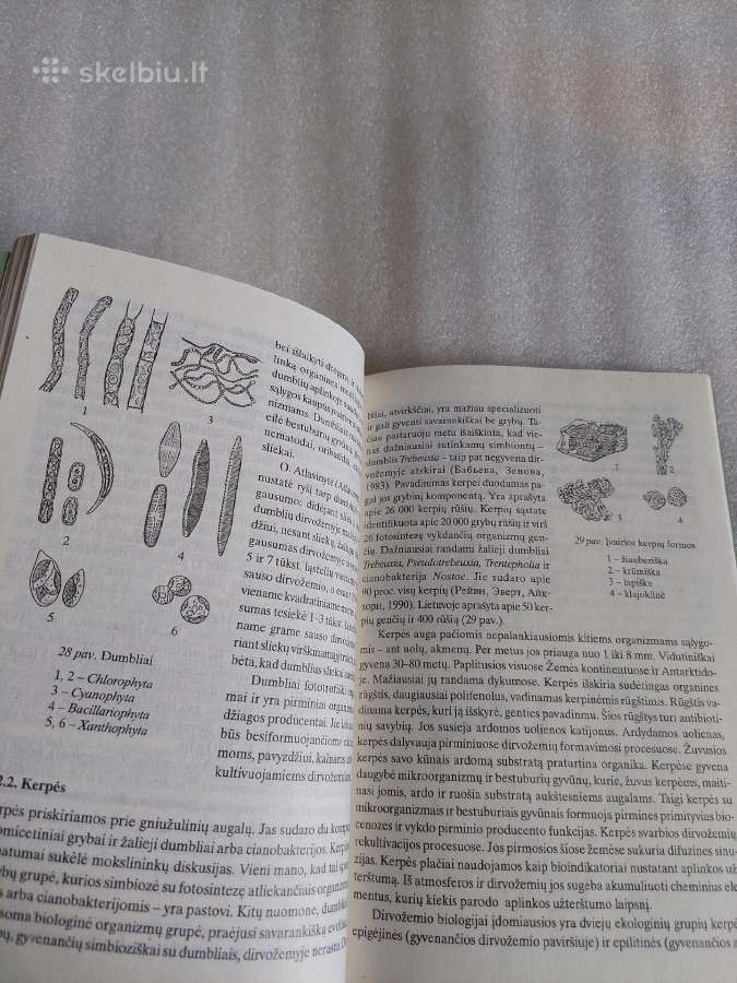 Dirvožemio biologija - nuotraukos Nr. 7