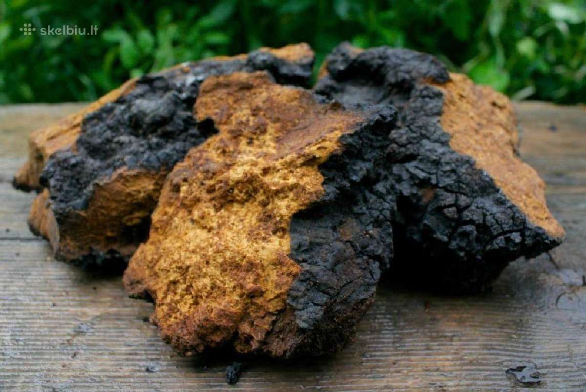 Čaga - 15e/kg. Liko apie 2.5kg