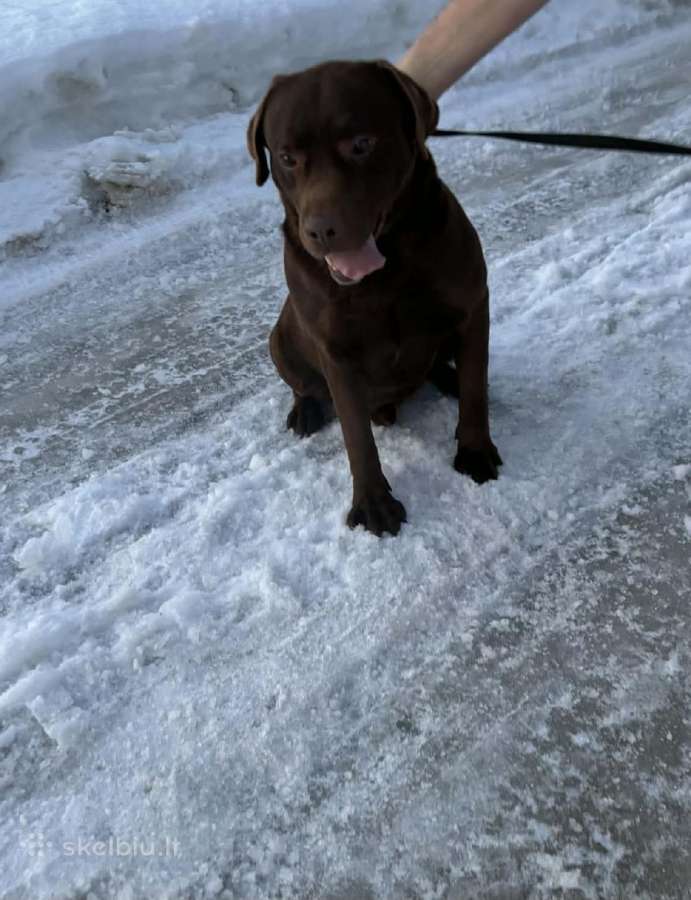 Labradoro retriveris kergimui